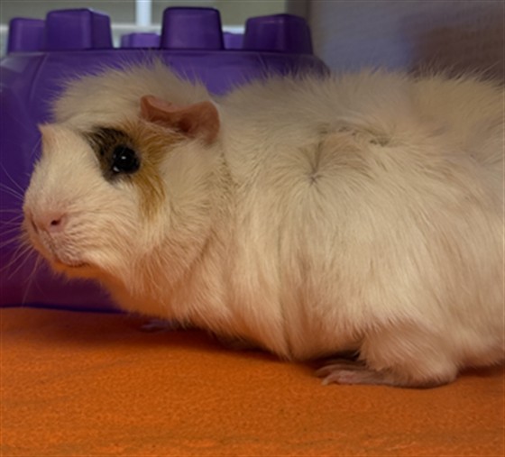 Marshmellow - Male - Guinea Pig