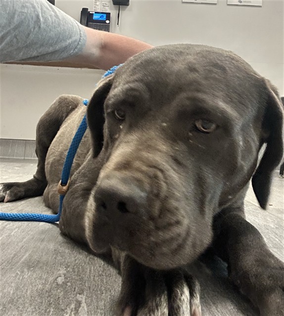  - Female - Mastiff