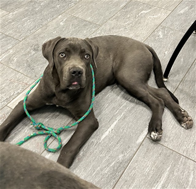  - Male - Mastiff