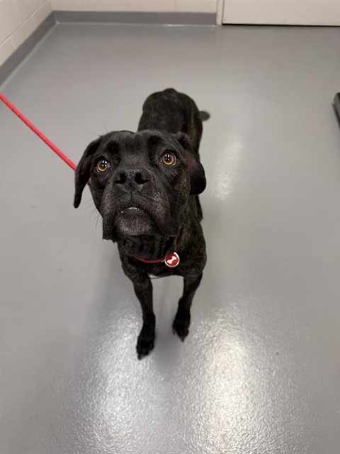  - Female - Boxer