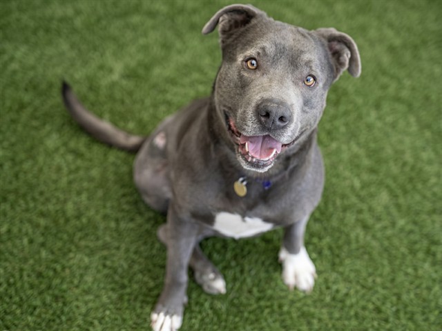 Crash - Male - Pit Bull-Mix