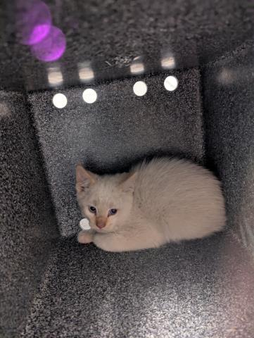 Squidward - Male - Domestic SH