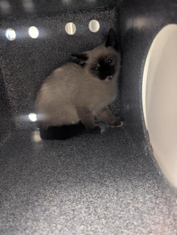 Chloe - Female - Domestic SH