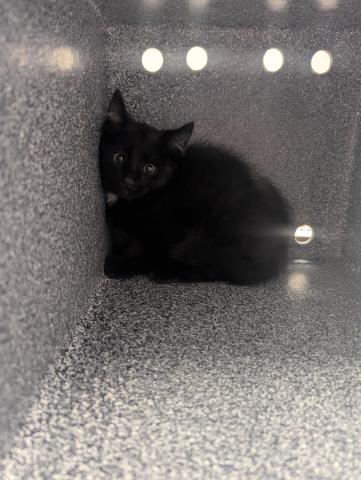 Sicily - Female - Domestic SH