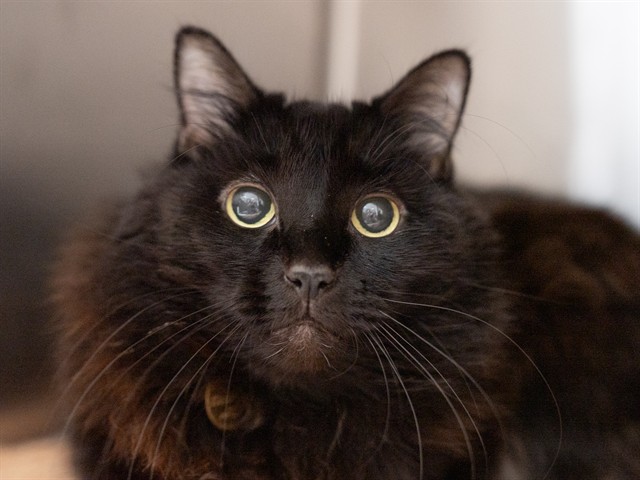 Shadow - Female - Domestic SH