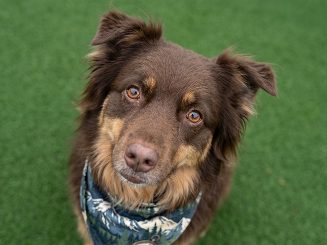Sequoia - Female - Australian Shepherd