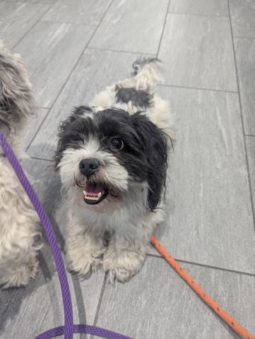  - Male - Shih Tzu