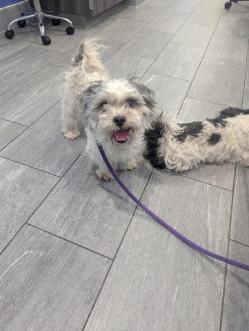  - Male - Shih Tzu