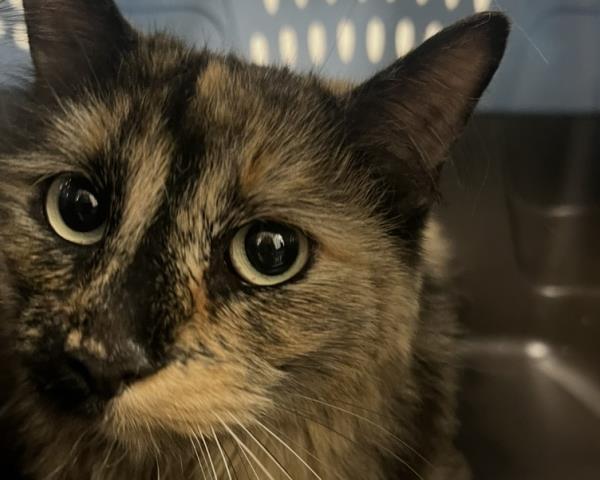  - Female - Domestic LH