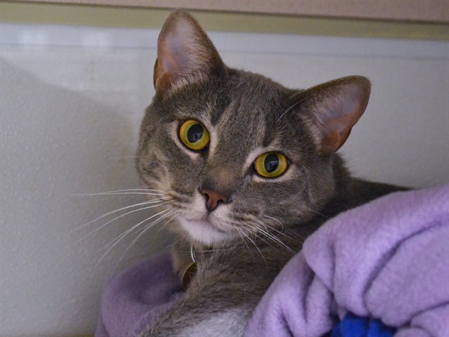 Brian - Male - Domestic SH