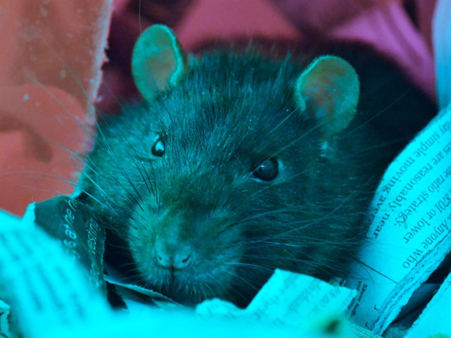 Basalt - Male - Rat