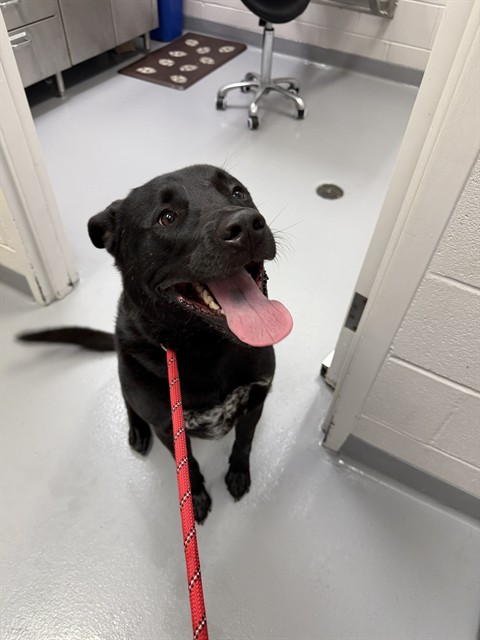 Levi - Male - Labrador Retriever-Mix
