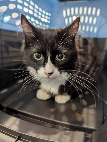  - Female - Domestic SH
