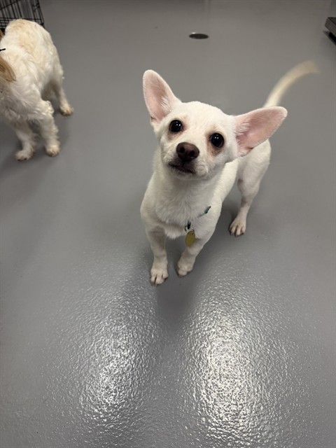  - Female - Chihuahua