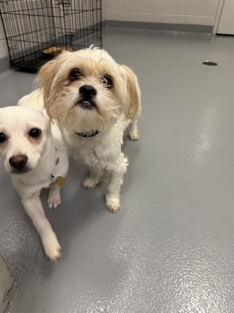  - Male - Shih Tzu-Mix