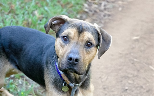 Bear - Male - German Shepherd-Mix