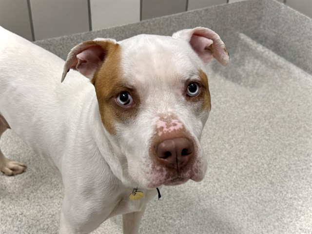 Nemo - Male - Pit Bull-Mix