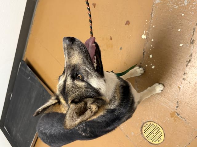  - Female - Siberian Husky-German Shepherd