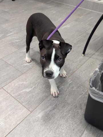  - Female - Pit Bull-Mix