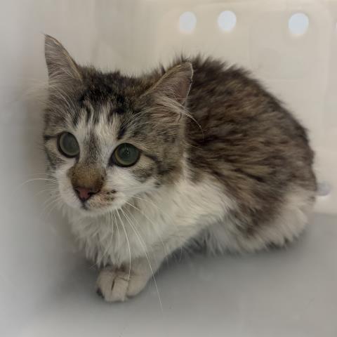  - Female - Domestic MH
