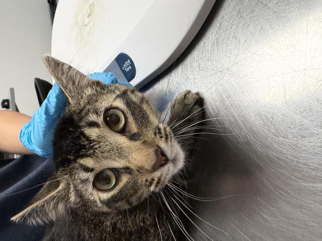 Coco - Male - Domestic SH