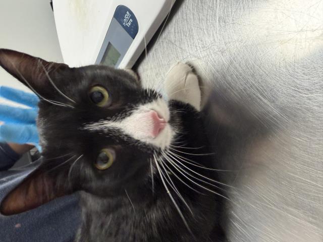Sylvester - Male - Domestic SH