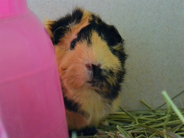 Sol - Female - Guinea Pig