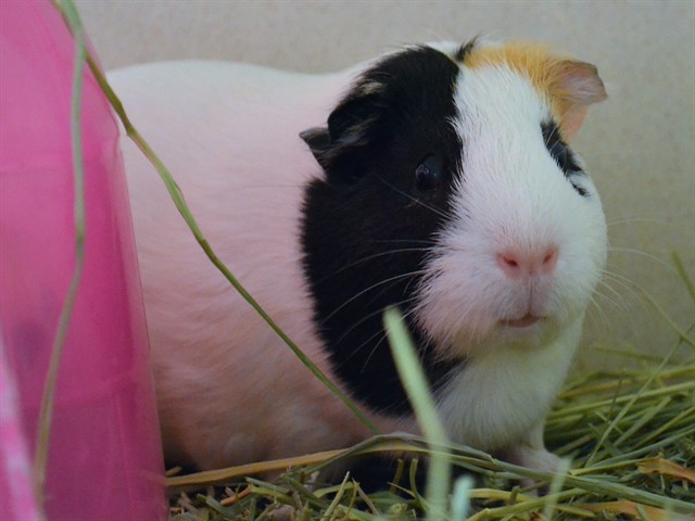 Luna - Female - Guinea Pig