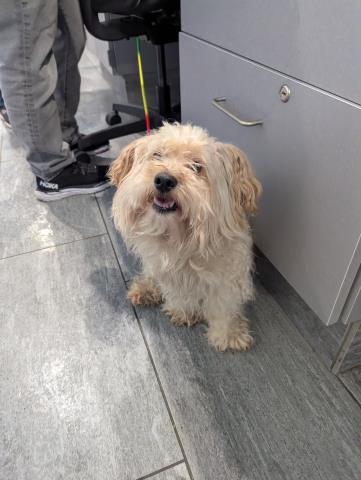  - Male - Maltese-Mix