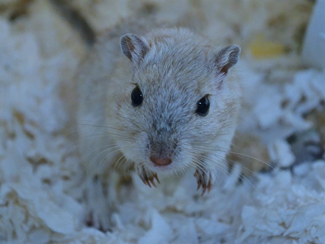 Daisy - Female - Gerbil