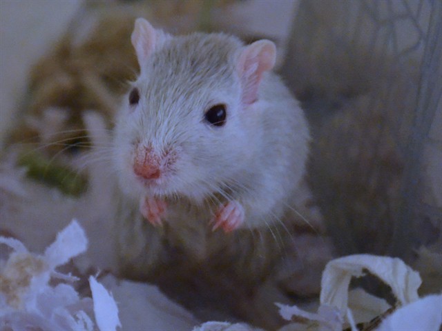 Ms Luigi - Female - Gerbil