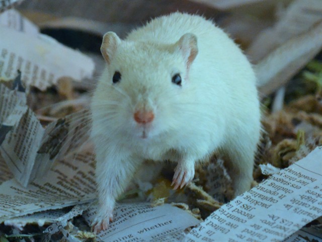 Jarah - Female - Gerbil