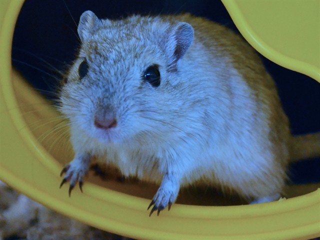Lucille - Female - Gerbil