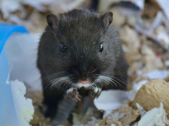 Tess - Female - Gerbil