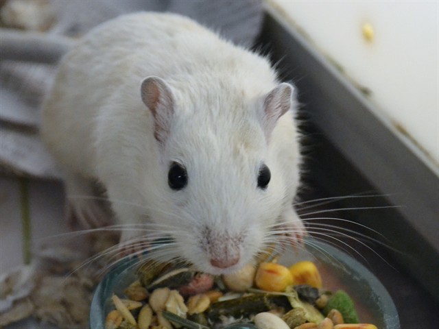 Monica - Female - Gerbil