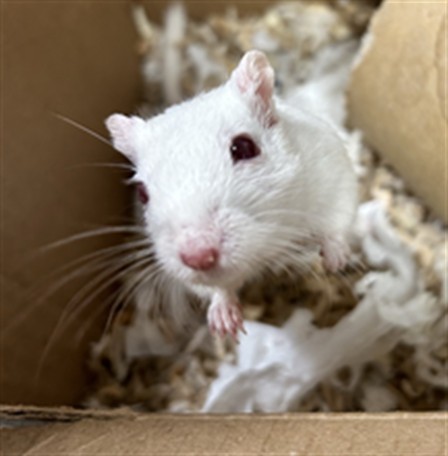 Supergirl - Female - Gerbil