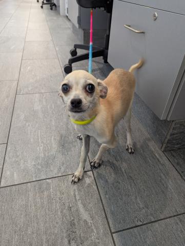  - Male - Chihuahua-Mix