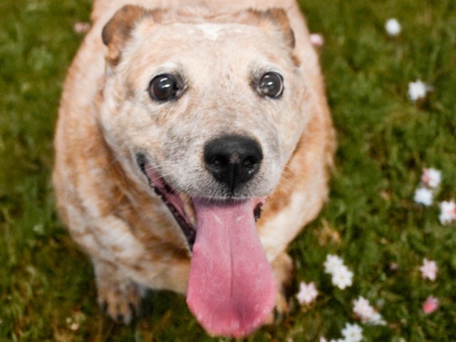 Chappell Roan - Female - Australian Cattle Dog