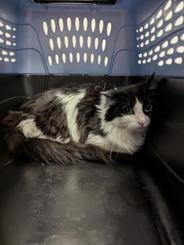Cutie - Female - Domestic SH