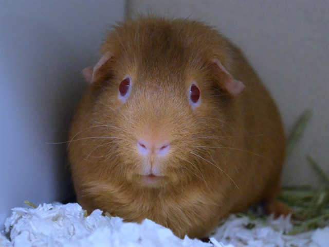 Pumpkin - Male - Guinea Pig