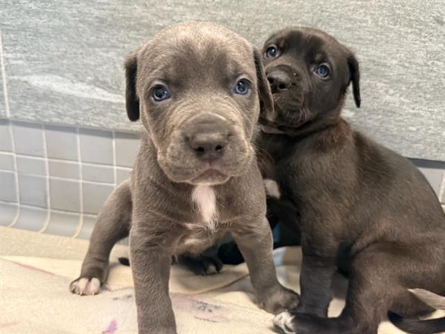 Cyprus - Male - Mastiff