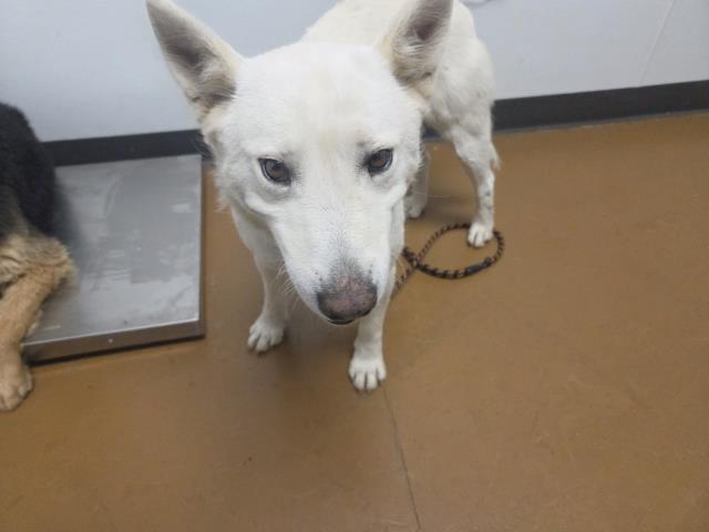 Ruby - Female - Siberian Husky