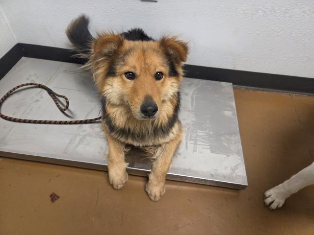 Jameson - Male - Australian Shepherd-Mix