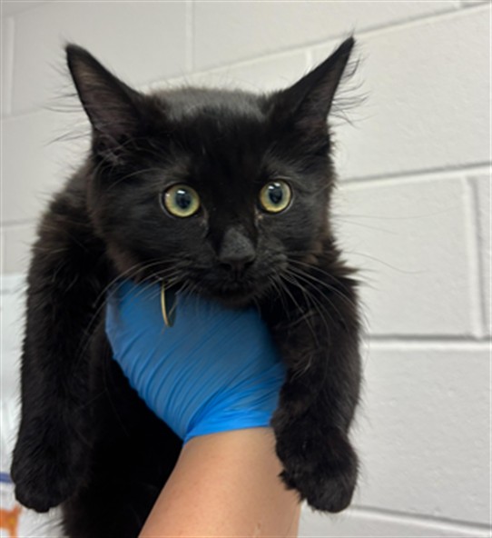 Rambutan - Female - Domestic LH