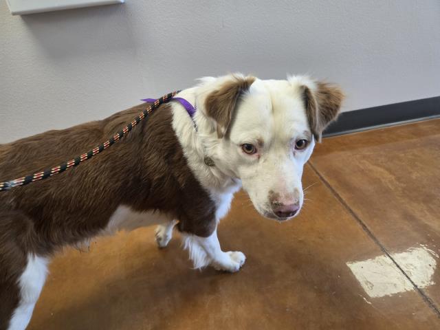 Gizmo - Male - Australian Shepherd-Mix