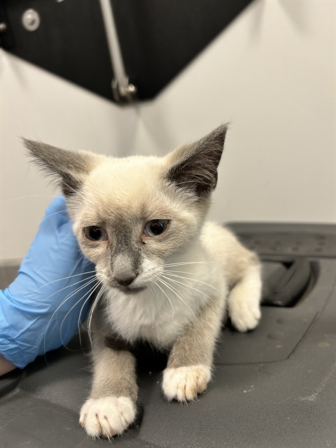 Daffodil - Female - Domestic SH