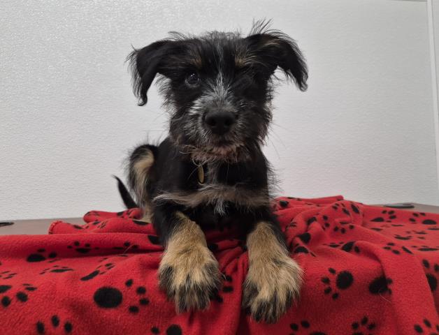Macky - Male - Terrier-Mix