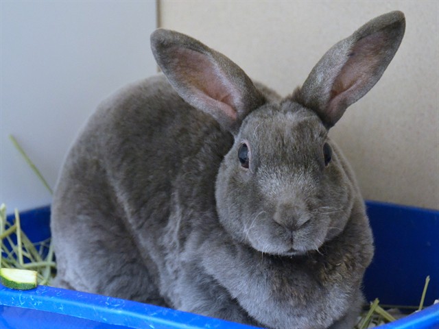 Delilah - Female - Rex