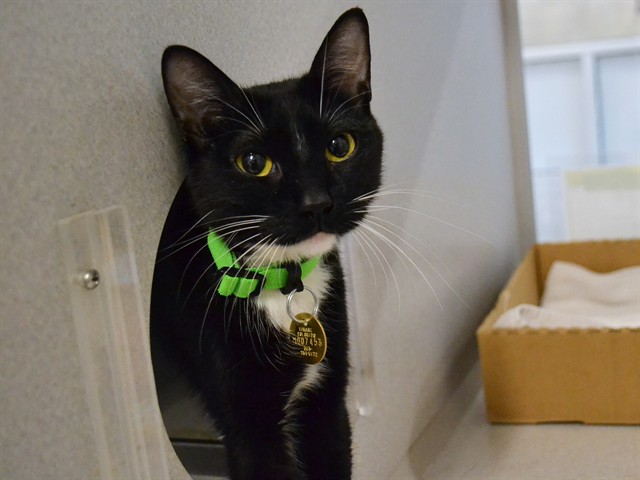 Kiki - Female - Domestic SH