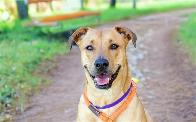 Poppi - Male - Boxer-Mix
